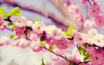Cherry Blossoms Sakura HD Wallpaper Background