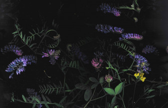 Purple And Yellow Flowers Are In The Dark Wallpaper