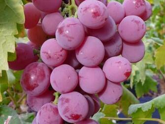 Grapes Computer Wallpaper Desktop Background