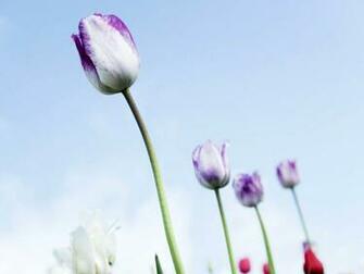 Tulips Flowers Wallpaper Purpletulips Desktop