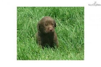 Akc Chocolate Lab Puppy Dog Labrador Retriever 1ee0bc9f