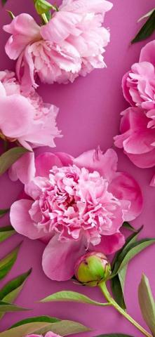 Melu Vazquez On Flowers Wallpaper In Beautiful