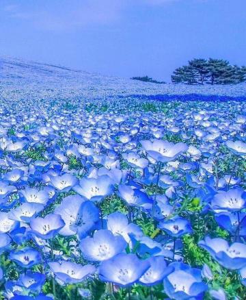 Hitachi Seaside Park Ibaraki Japan Kochia Garden Travel