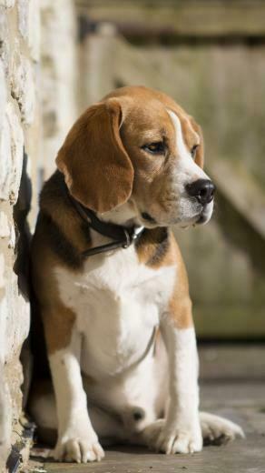 Beagles iPhone Wallpaper HD