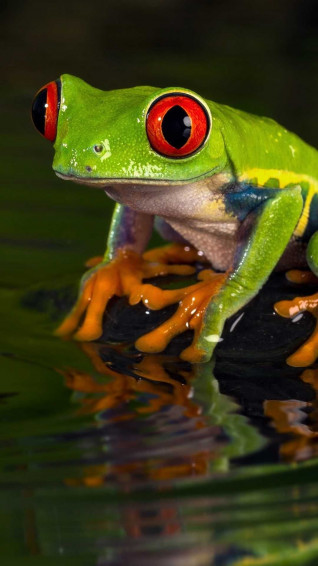 Frog Wallpaper Browse With Collections Of Animated