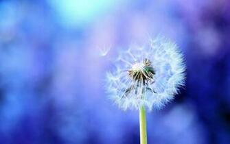 Home Healing Image For Your Mental Health Dandelion Wallpaper