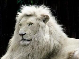 Wallpaper White Lion Desktop