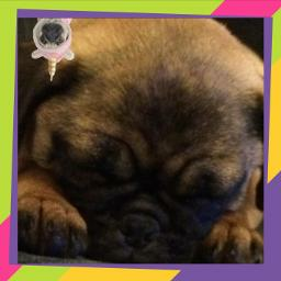 Awesome Pugicorn Image On Picsart