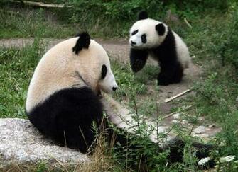 Giant Panda Bear Pictures Wallpaper Of