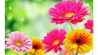 Beautiful 4k Spring Wallpaper
