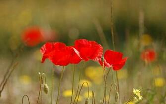 Red Poppy Flowers Widescreen Wallpaper