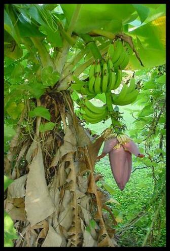 Banana Tree And Flower Cambridge Beaches Bermuda