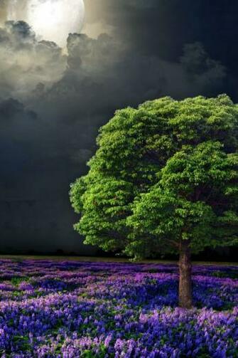 Lilac Flowers Tree Moon Night iPhone Wallpaper
