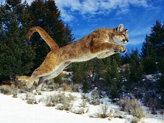 All Wallpaper Wildlife New Nice HD