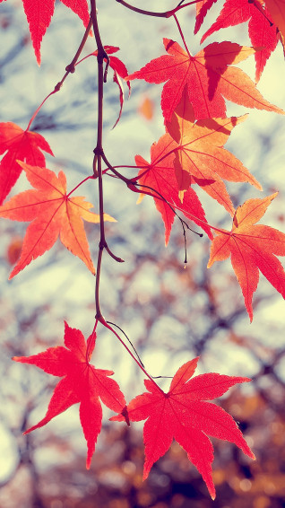 Maple Leaves Wallpaper On