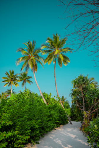 Summer Wallpaper For Mobile Phone HD