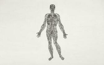 Anatomy Human Body Nerves Wallpaper