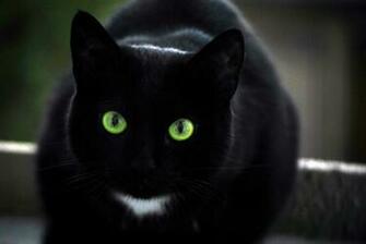 Black Cats Wallpaper HD One Punch Man