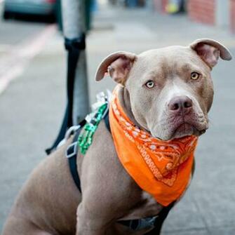 Pit Bulls Are Often Overlooked By People Searching For A Pet Because