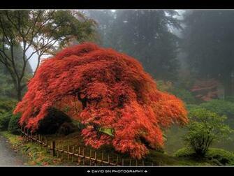 Japanese Maple Tree Hq Wallpaper