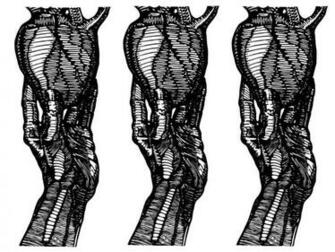 Carcass Wallpaper 42611r9 Mb Wallperio
