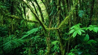 Jungle Wallpaper Jpg