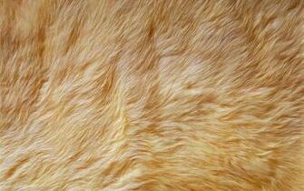 Fur Wallpaper For Bedrooms Beautiful Desktop
