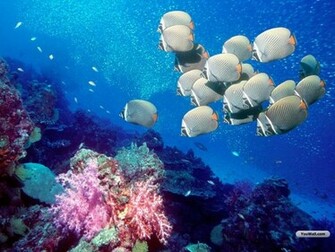 Youwall Ocean Life Wallpaper