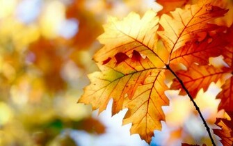 Autumn Leaves