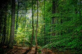 Forest Wallpaper