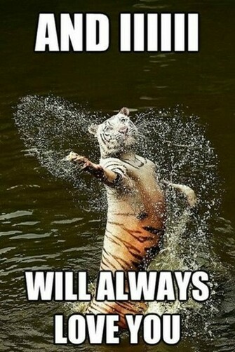 Funny Animal Memes HD Beautiful Desktop Wallpaper