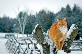 Pin Cat Winter Snow Animals HD Wallpaper
