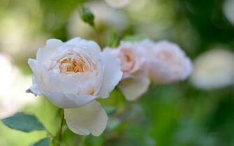 Rose Garden Wallpaper Long