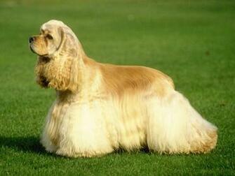 Cocker Spaniel Wallpaper