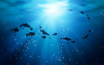 Life Under The Ocean Wallpaper HD