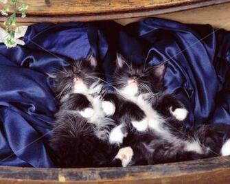 Cute And Beautiful Cats Dogs HD Wallpaper Photographs