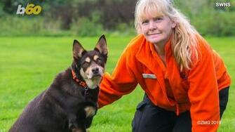 Dog Named Hattie The Fattie Shed Nearly Half Her Body Weight