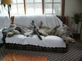 Irish Wolfhound Wallpaper