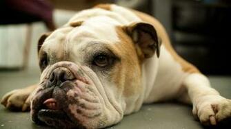 Bulldog Wallpaper Image Picture HD