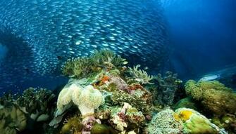 Underwater Ocean Sea Nature Coral Reef Tropical School Wallpaper