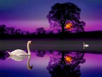 Purple Swan Lake Wallpaper
