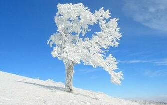 Desktop Wallpaper Frozen Trees
