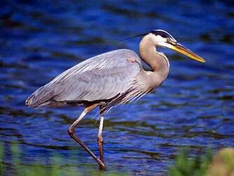 Bird Desktop Wallpaper Great Blue Heron Background