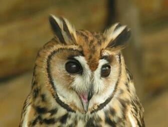 Beautiful Animal