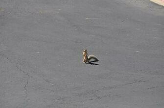 Secret Squirrel National Geographic Photo Contest