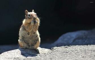 Cute Squirrel Wallpaper Animal