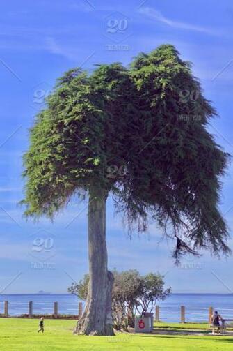 A Little Kid Walks Under The Huge And Famous Lorax Tree In Scripps