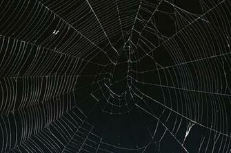 Spiderweb Against A Black Background Photograph By Cat Simpson