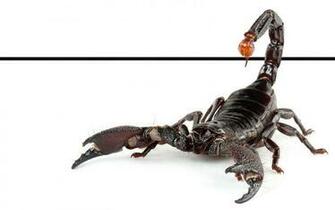 Scunnert Nation Wallpaper Scorpio