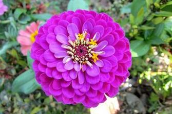 Bright Flower Wallpaper